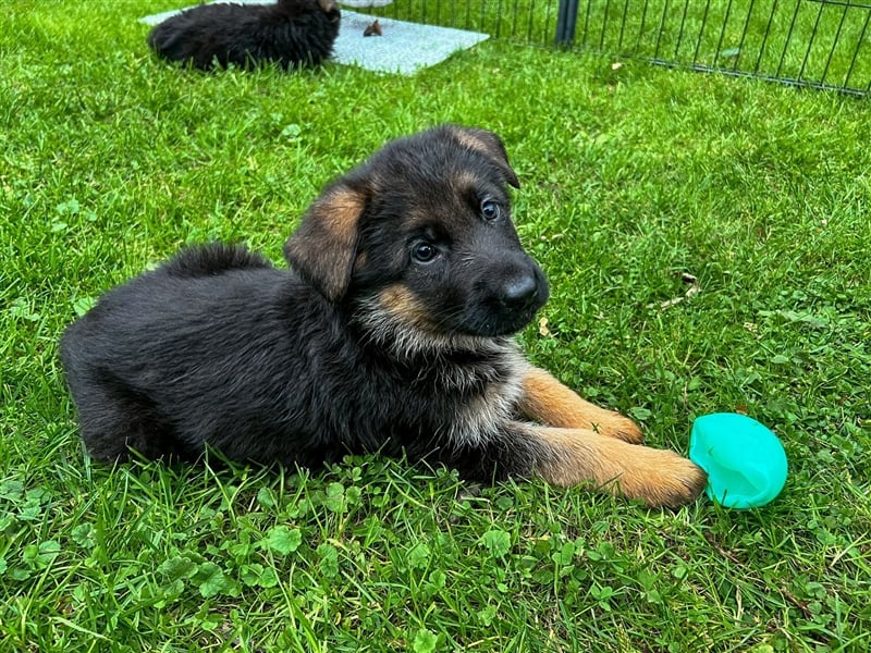 Schäferhund Welpen mit geradem Rücken aus gesunden Eltern