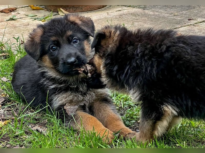 Schäferhund Welpen mit geradem Rücken aus gesunden Eltern