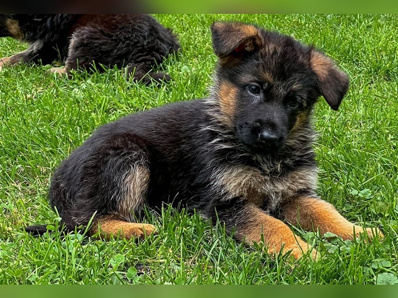 Schäferhund Welpen mit geradem Rücken aus gesunden Eltern