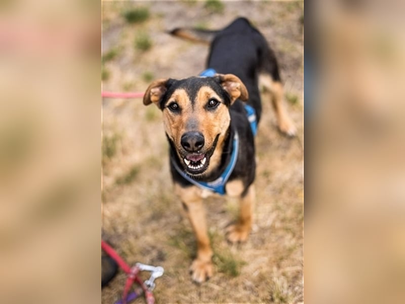 Zuckersüße Tierschutzhündin Zuma sucht Pflegestelle oder zu Hause.