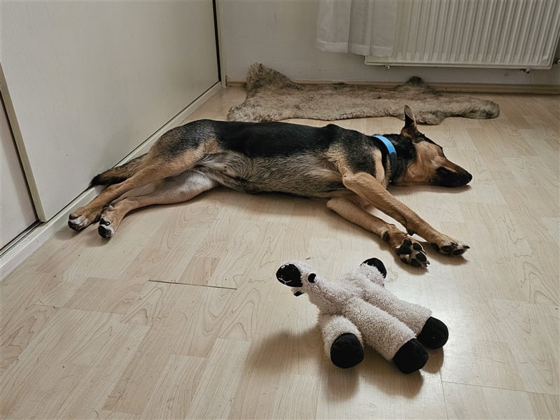 Zuckersüße Tierschutzhündin Zuma sucht Pflegestelle oder zu Hause.