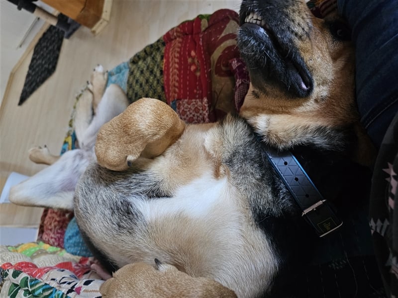 Zuckersüße Tierschutzhündin Zuma sucht Pflegestelle oder zu Hause.