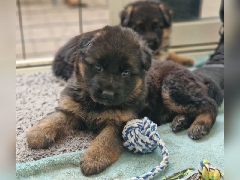 Deutscher Schäferhund Welpen