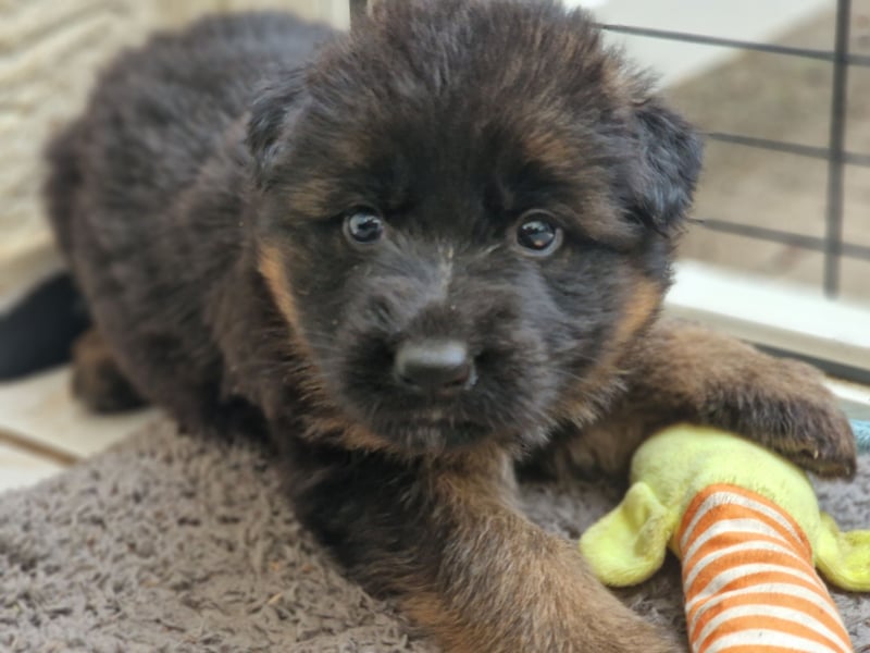 Deutscher Schäferhund Welpen