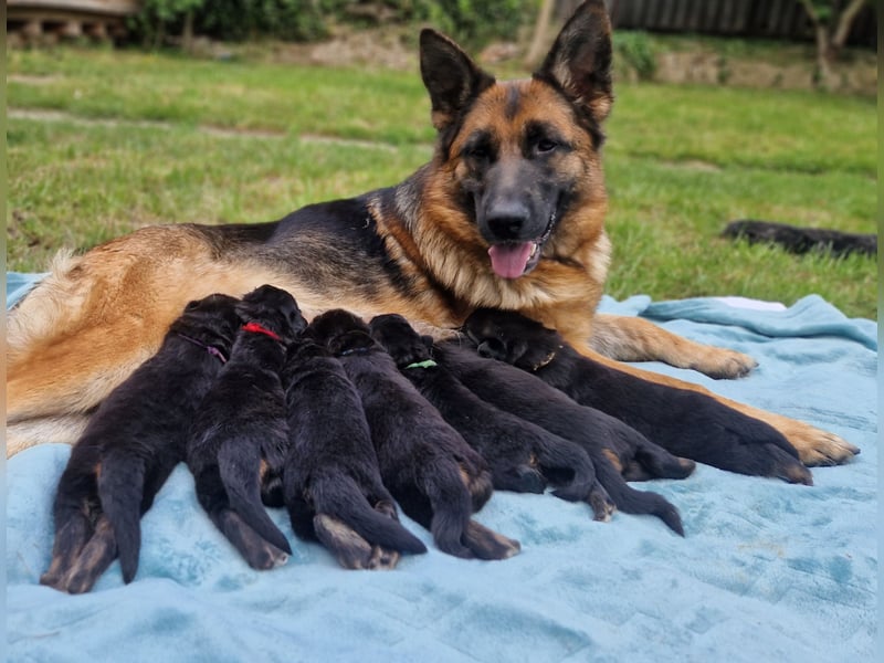 Deutscher Schäferhund Welpen