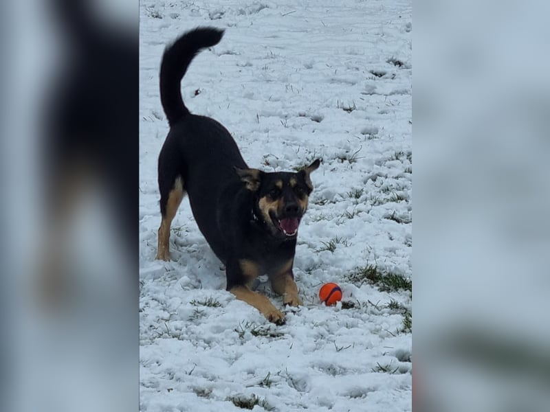 Liebe Schäferhund - Mix - Hündin sucht neues Zuhause
