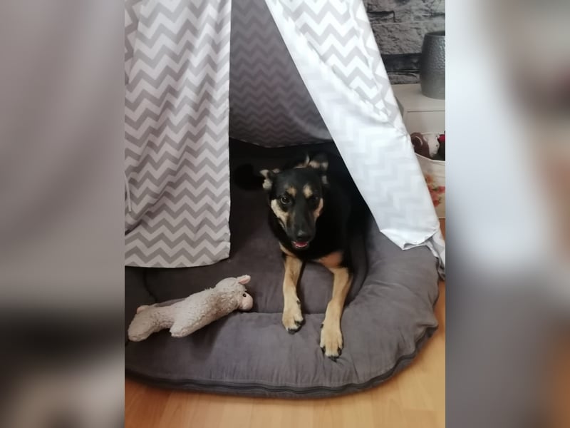 Liebe Schäferhund - Mix - Hündin sucht neues Zuhause