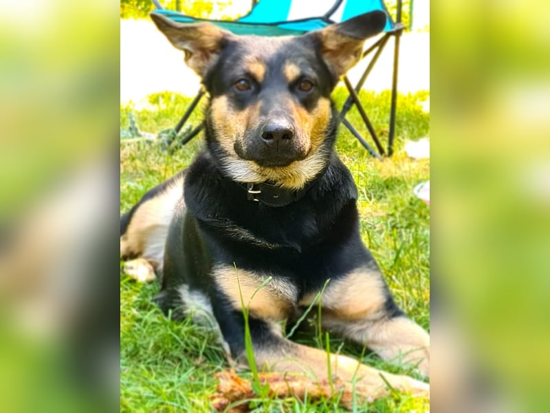 Liebe Schäferhund - Mix - Hündin sucht neues Zuhause