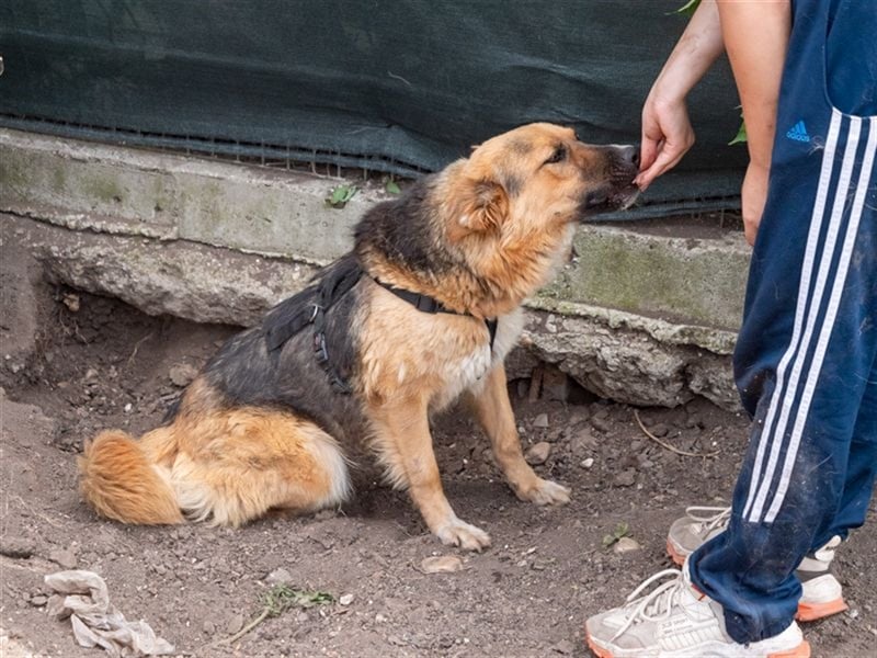 TESSA-Traumhündin wurde unverschuldet vom Besitzer ins Tierheim gegeben