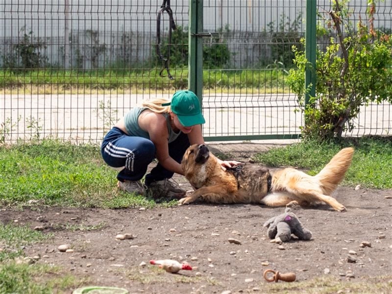TESSA-Traumhündin wurde unverschuldet vom Besitzer ins Tierheim gegeben