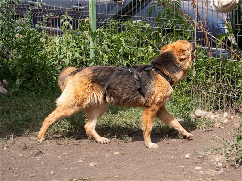 TESSA-Traumhündin wurde unverschuldet vom Besitzer ins Tierheim gegeben
