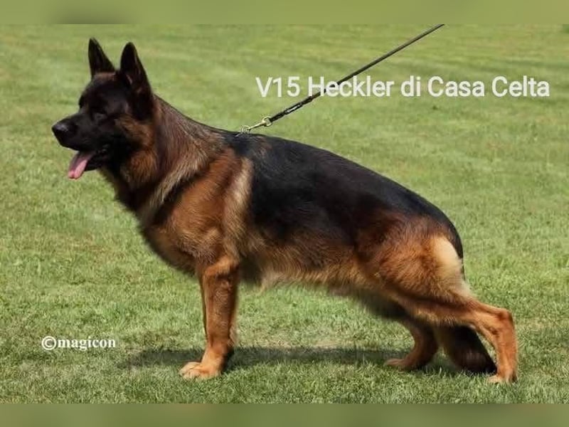 Deutscher Schäferhund Welpen