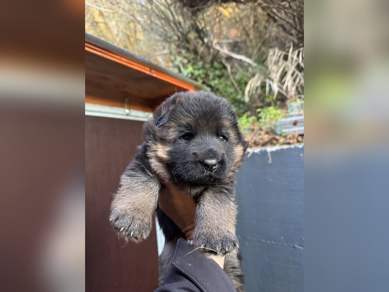 Deutscher Schäferhund Welpen