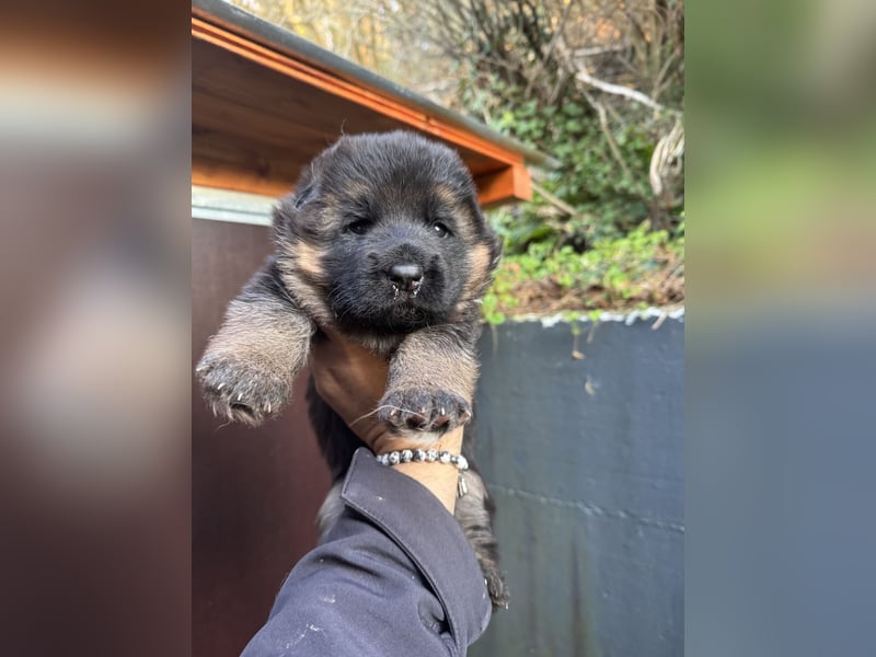 Deutscher Schäferhund Welpen