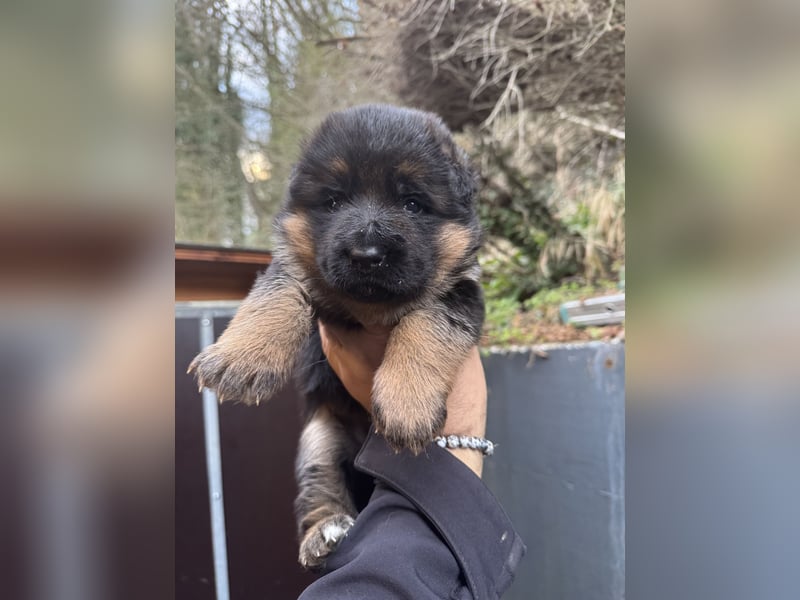 Deutscher Schäferhund Welpen
