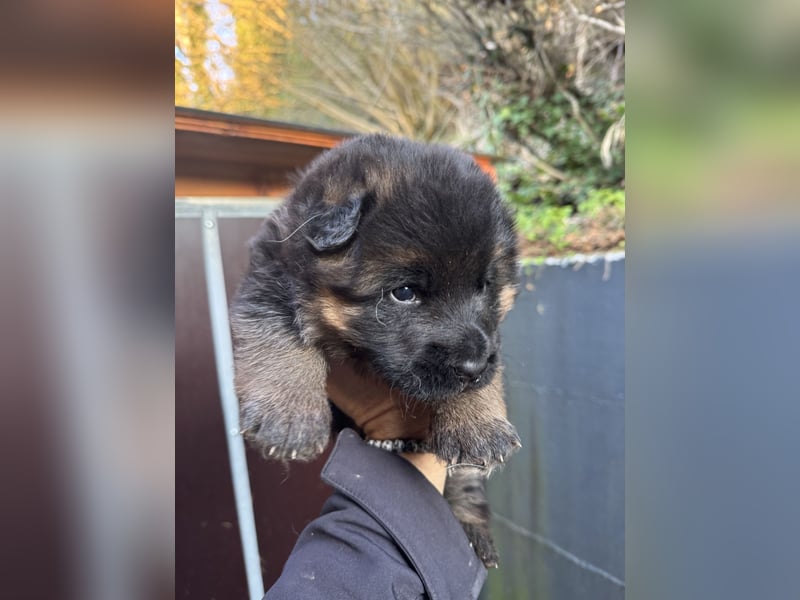 Deutscher Schäferhund Welpen