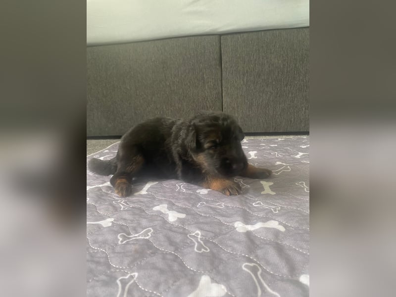 Langstockhaar Schäferhund Welpen aus Familienaufzucht