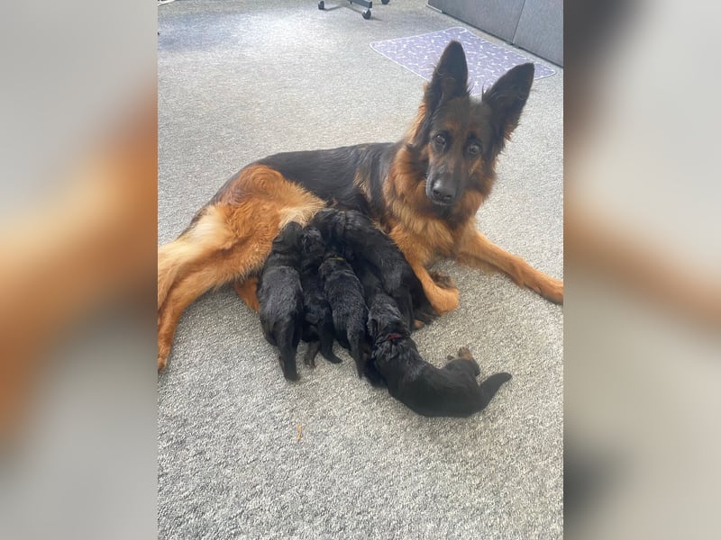 Langstockhaar Schäferhund Welpen aus Familienaufzucht