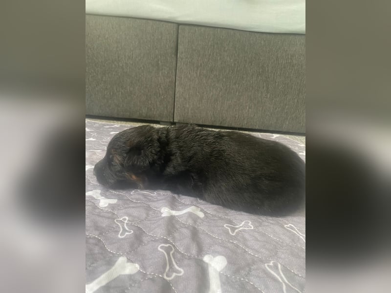 Langstockhaar Schäferhund Welpen aus Familienaufzucht