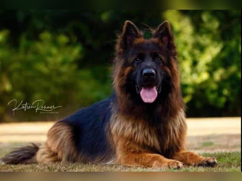 Langstockhaar Schäferhund Welpen aus Familienaufzucht