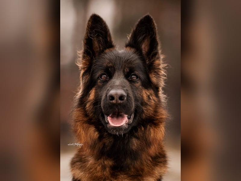 Langstockhaar Schäferhund Welpen aus Familienaufzucht