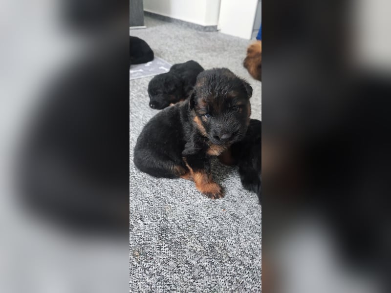 Langstockhaar Schäferhund Welpen aus Familienaufzucht