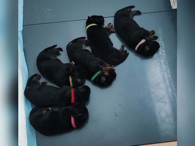 Langstockhaar Schäferhund Welpen aus Familienaufzucht