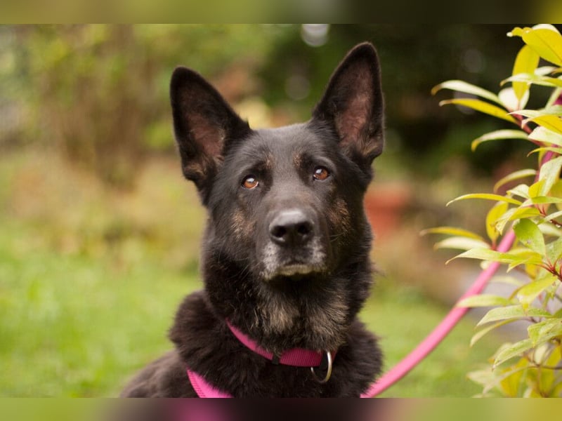 Elisa - ein Goldschatz mit schwerem Schicksal - Tierhilfe Franken e.V.