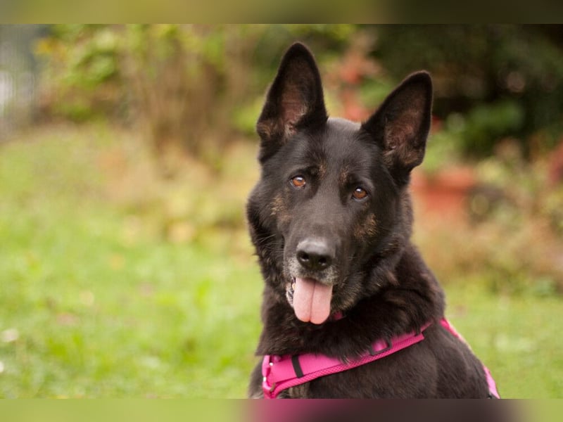Elisa - ein Goldschatz mit schwerem Schicksal - Tierhilfe Franken e.V.