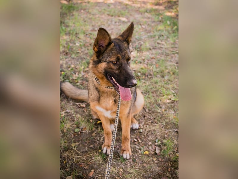 KESSY - Liebe freundliche Hundedame sucht ein tolles Zuhause
