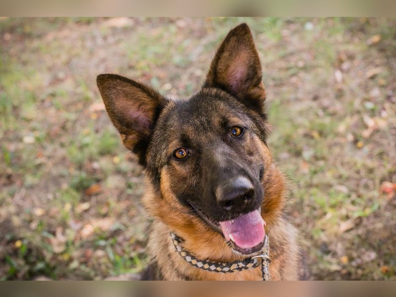 KESSY - Liebe freundliche Hundedame sucht ein tolles Zuhause
