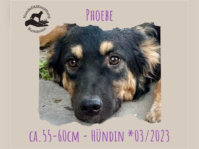 Phoebe