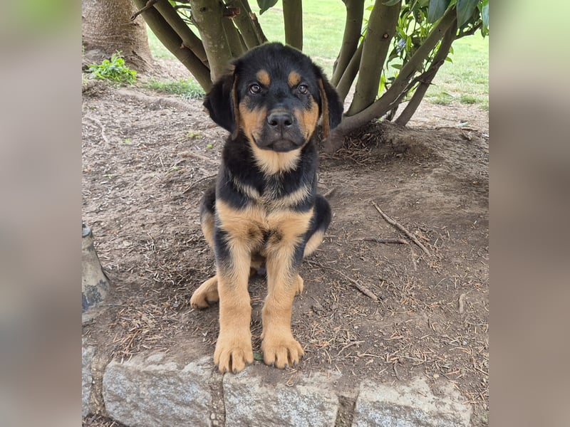 Rottweiler Schäferhund Mischling