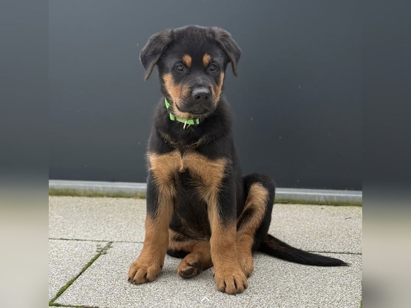 Rottweiler Schäferhund Mischling
