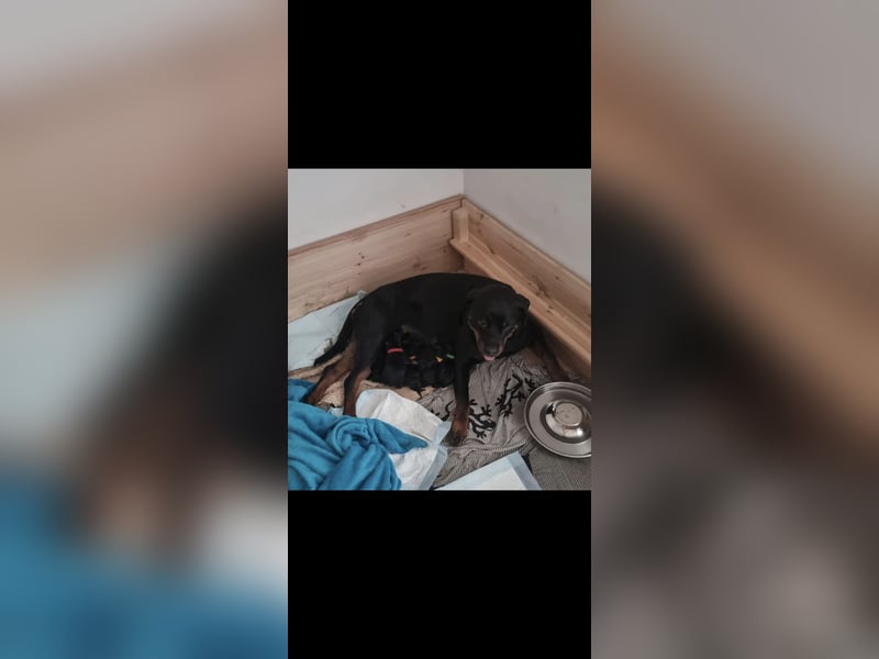 Rottweiler Schäferhund Mischling