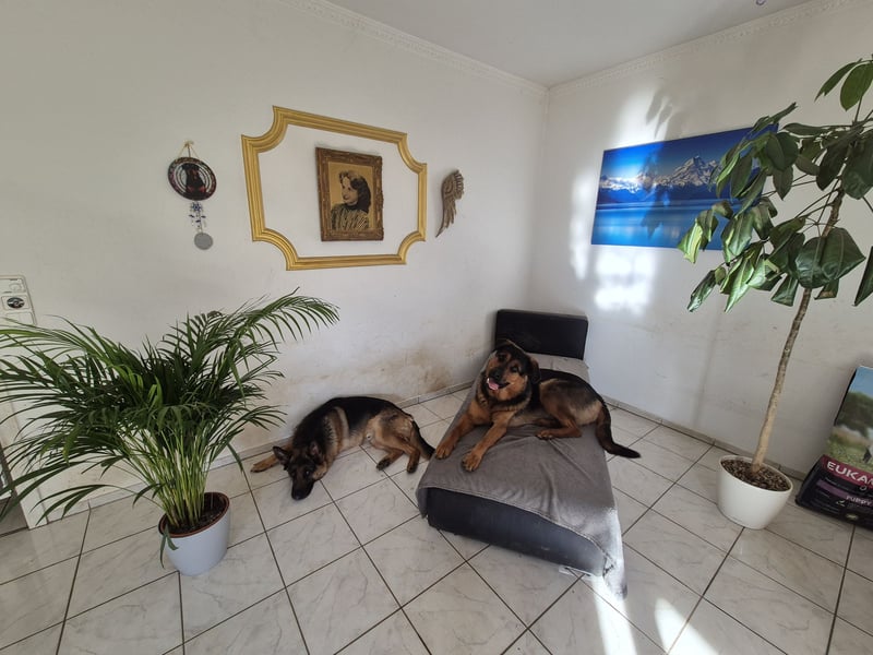 Rottweiler Schäferhund Mischling