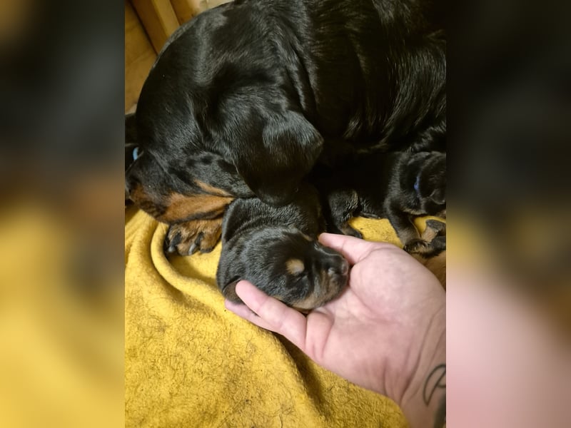 Rottweiler Schäferhund Mischling