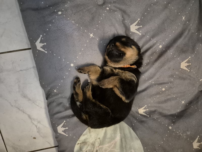Rottweiler Schäferhund Mischling