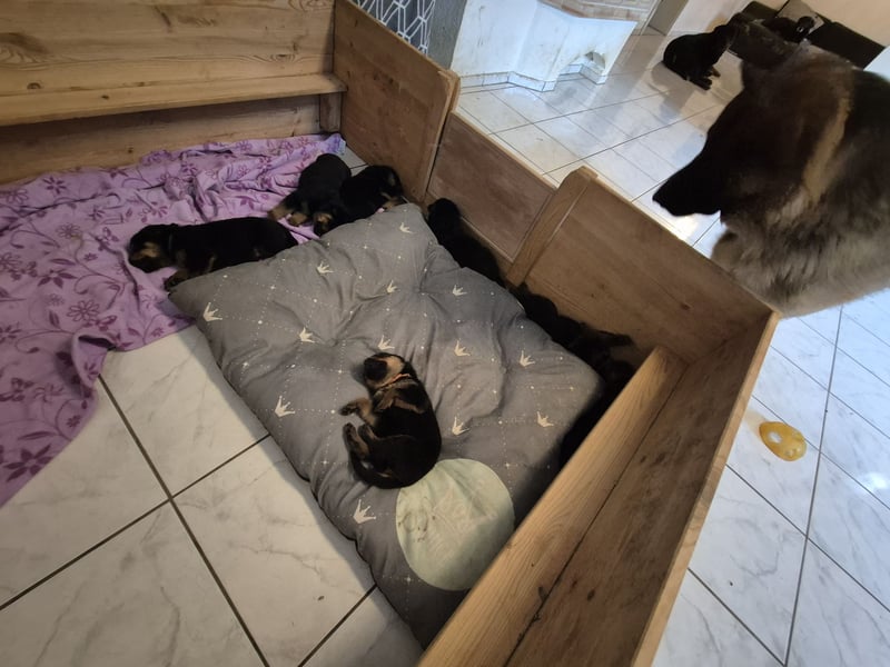 Rottweiler Schäferhund Mischling