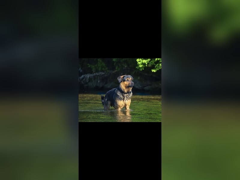 Rottweiler Schäferhund Mischling