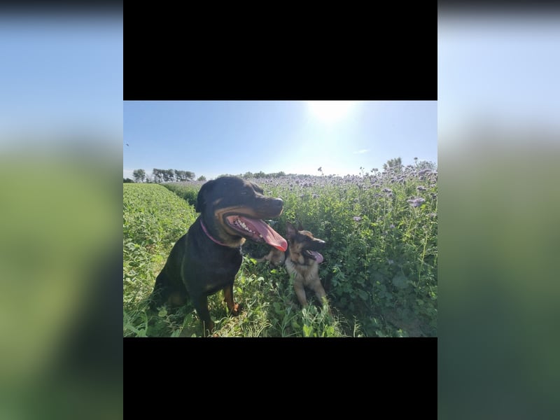 Rottweiler Schäferhund Mischling