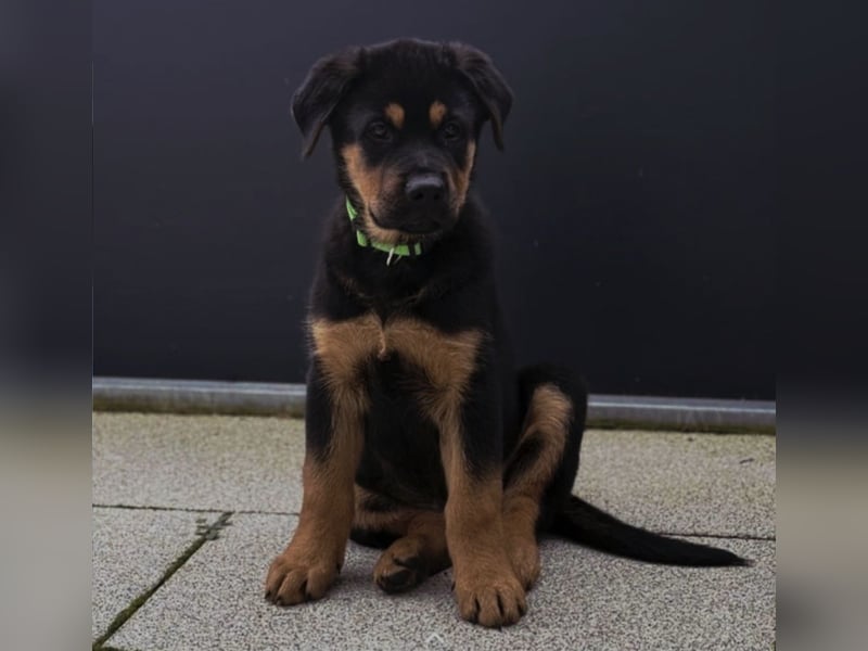 Rottweiler Schäferhund Mischling