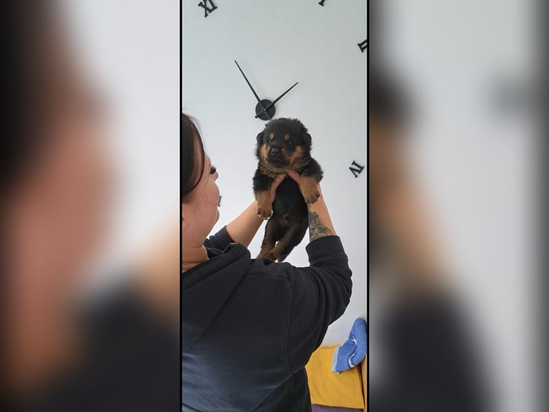 Rottweiler Schäferhund Mischling
