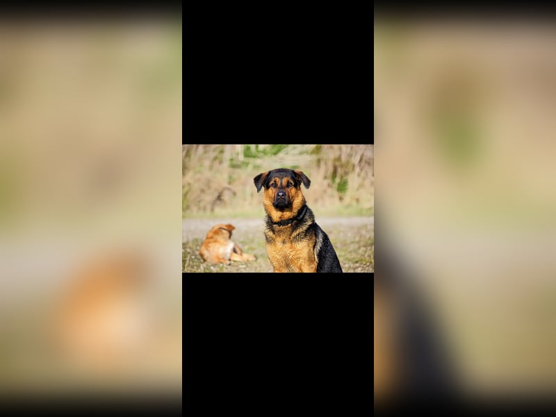 Rottweiler Schäferhund Mischling