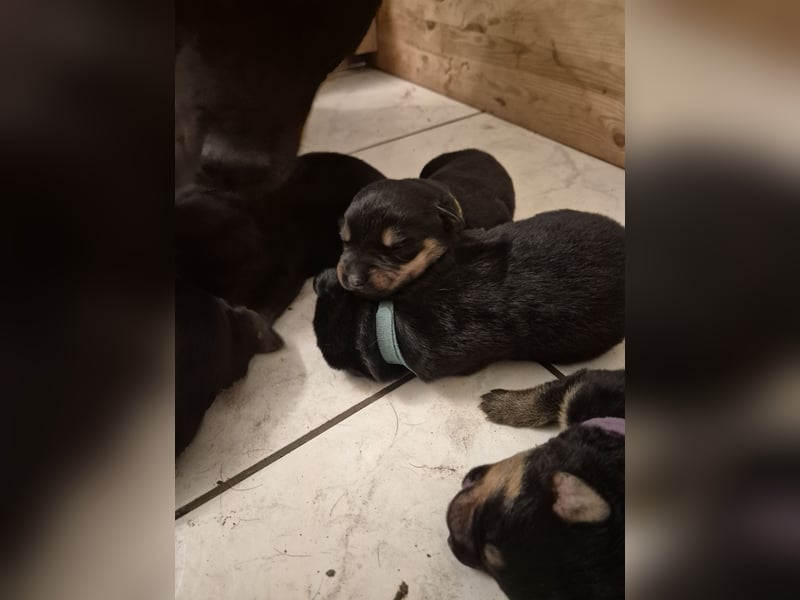 Rottweiler Schäferhund Mischling