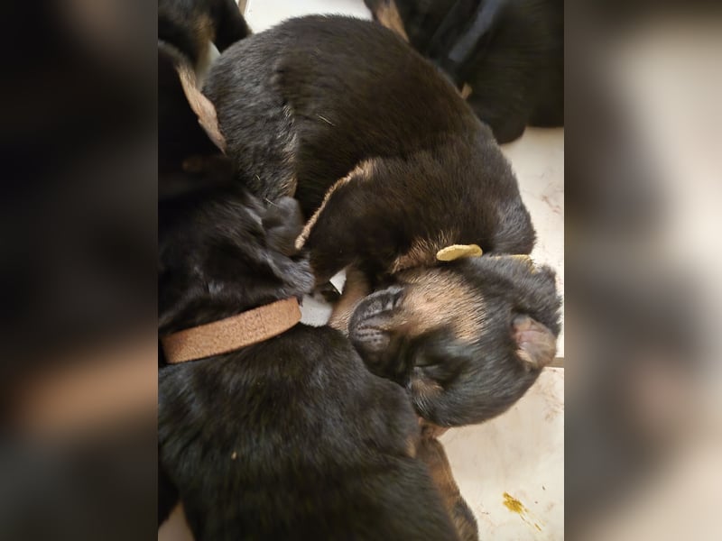 Rottweiler Schäferhund Mischling