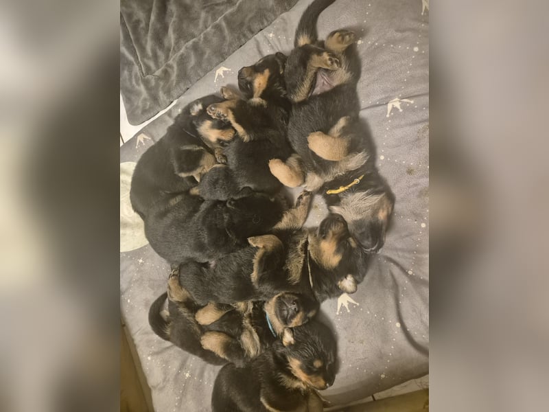 Rottweiler Schäferhund Mischling