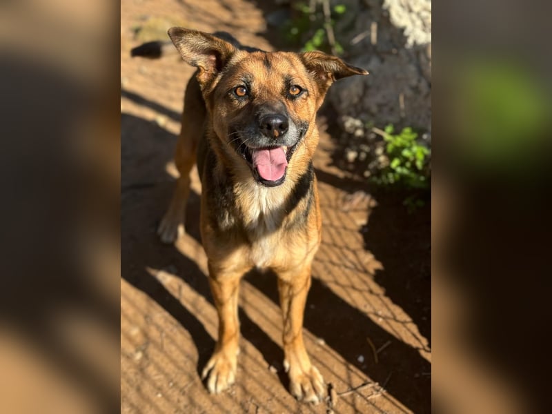 hübsche Schäferhund-Mix-Hündin wünscht sich gutes Zuhause
