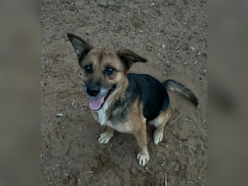 hübsche Schäferhund-Mix-Hündin wünscht sich gutes Zuhause