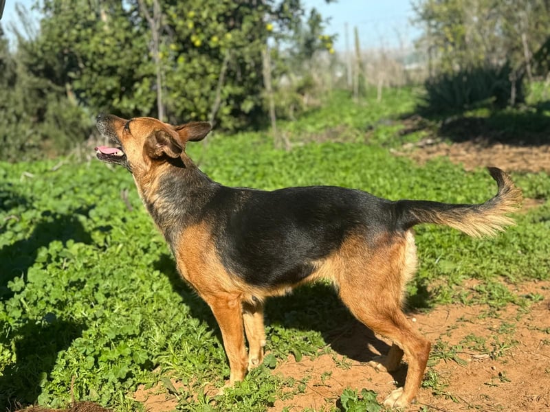 hübsche Schäferhund-Mix-Hündin wünscht sich gutes Zuhause